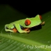 frog_tree_redeyed_tar_h_0595_cos0925.jpg